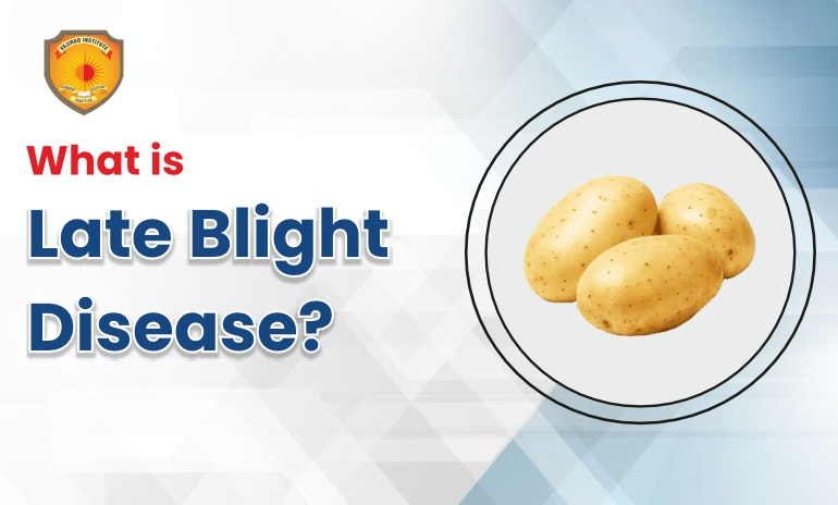 What is Late Blight Disease?